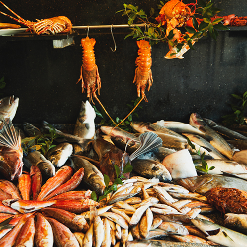 Yüksel Balık Yeşilköy